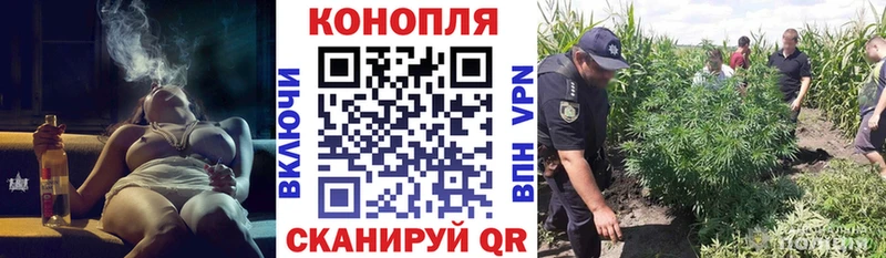 Канабис OG Kush  Бакал 